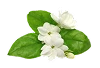 Jasmine